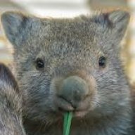 Itchywombat